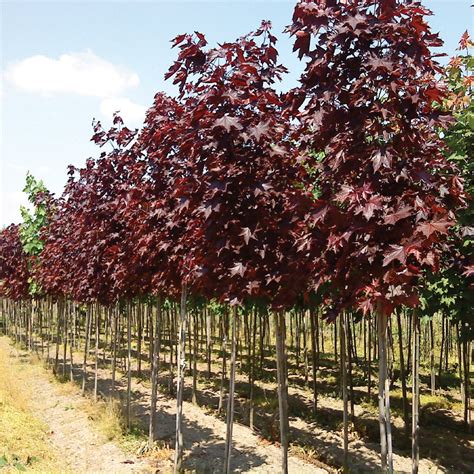 Acer Platanoides Crimson King Konya A A