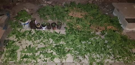 Secuestran Plantines Y Casi Semillas De Marihuana En Villa