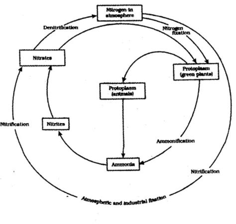 Explain Nitrogen Fixation And Draw A Schematic Diagram Nitro