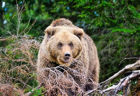 Urso Pardo Europeu Em Uma Paisagem Florestal No Ver O Grande Urso Pardo