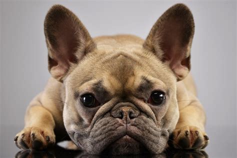 French Bulldog's cute face exposes it to welfare risks: study - Health - The Jakarta Post