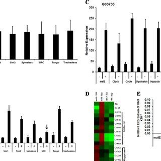 Src Is Required For Expression Of Both Jh And E Response Genes In