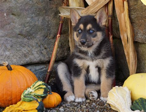 German Shepherd/ Siberian Husky Mix For Sale Millersburg, OH Female- S – AC Puppies LLC