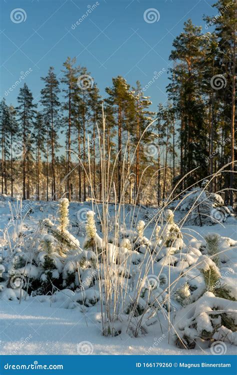 Winter Landscape from the Swedish Countryside Stock Photo - Image of ...