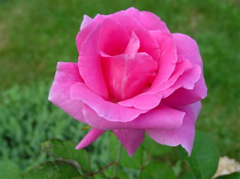 How to Plant and Prune Rose Bushes (With a Photo Gallery of Roses ...