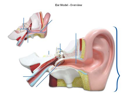 Ear Model Diagram Quizlet