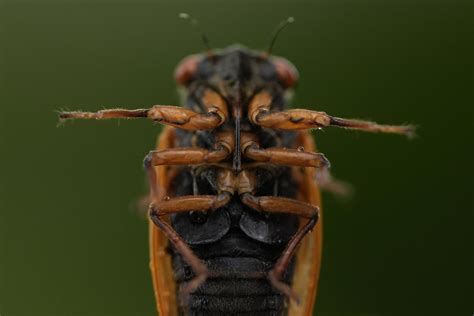 Cicadas 2024 See Photos Of The Rare Double Brood Emergence Across The Us