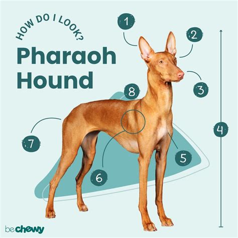 Pharaoh Hound Breed: Characteristics, Care & Photos | BeChewy