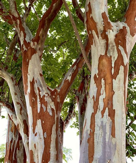 crepe myrtle tree leaf 7