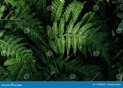 Green Fern Leaves Texture Background Nature Concept Stock Image