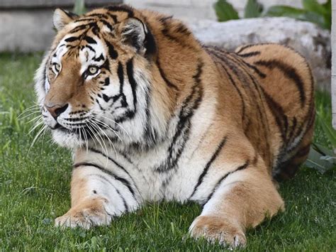 Siberian Tiger | Zoo Aquarium Madrid