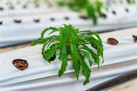 Premium Photo Hydroponic Strawberry Farm Stock Photo Of Hydroponics