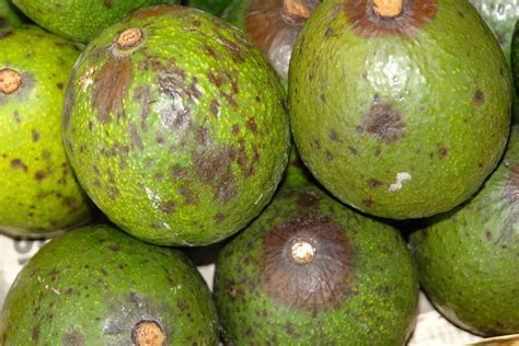 Avocado Diseases And Pests Description Uses Propagation