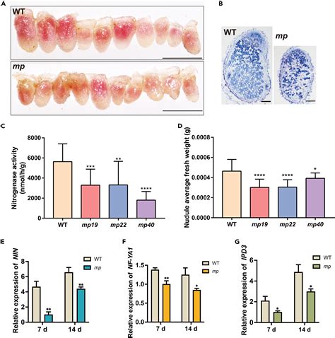 The Ptdins P Phosphatase Mtmp Promotes Symbiotic Nitrogen Fixation Via