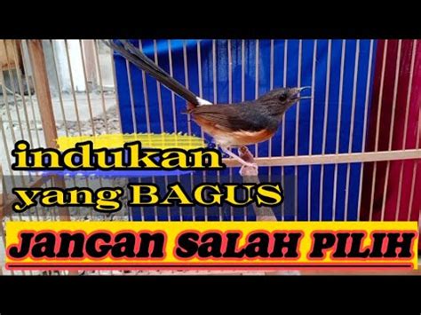 Cara Memilih Indukan Murai Batu Yang Bagus Youtube