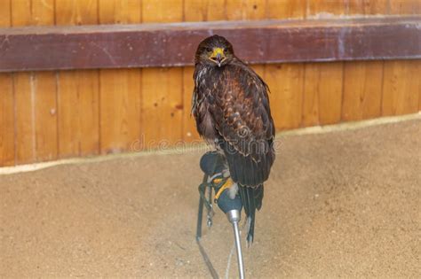 Bird Of Prey Harris S Buzzard Parabuteo Unicinctus Led By A Falconer