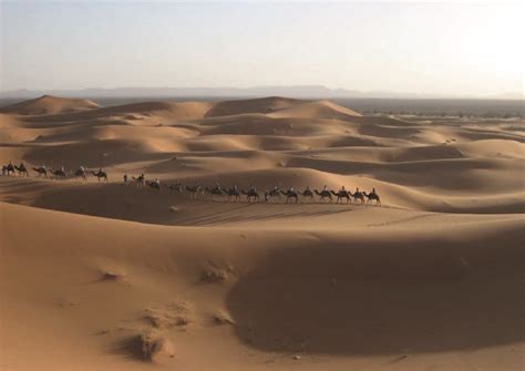 Desert Camels - Thrumming.net