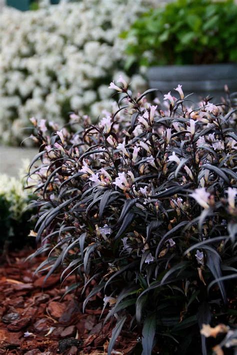 Strobilanthes Anisophyllus Brunetthy Trompetkruid PlantBezorgd