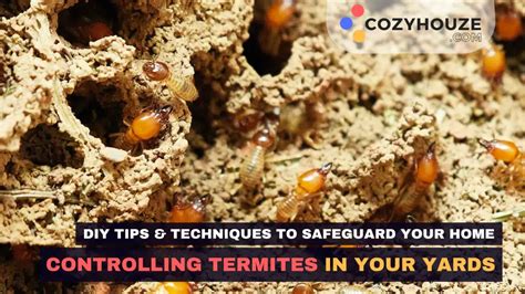 Controlling Termites In Your Yard A Complete Guide