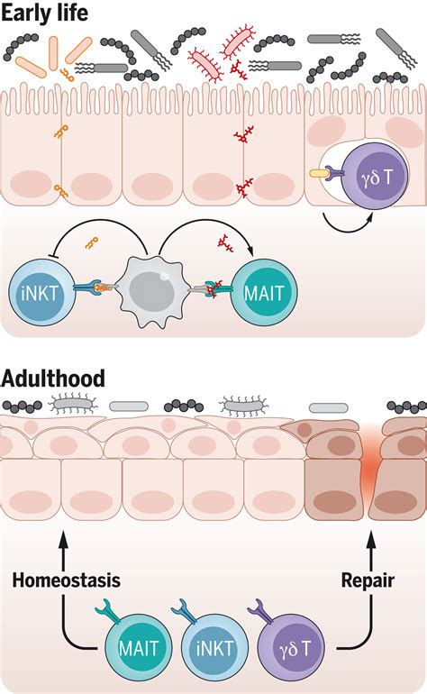 Early Life Imprinting Of Unconventional T Cells And Tissue Homeostasis