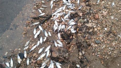 Aparecieron Cientos De Peces Muertos En El Dique Los Molinos Y Crece La