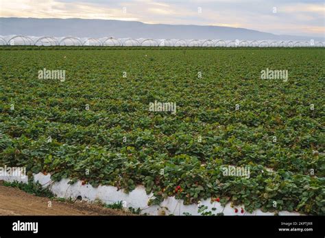 Agricultural Field Strawberry Plants Industry Modern Farming