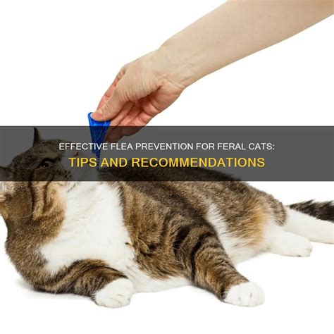 Effective Flea Prevention For Feral Cats: Tips And Recommendations | PetShun