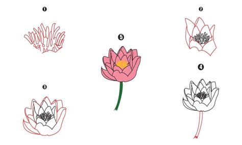 Water lily Drawing - A Step By Step Guide - Cool Drawing Idea