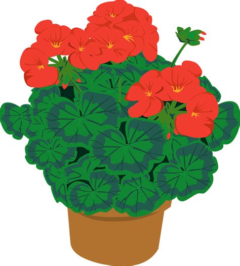 Geranium Potted Blooming Free Vector Graphic On Pixabay