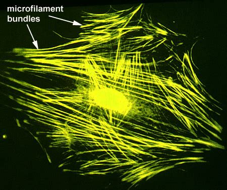 Microtubules & Microfilaments - Biology of Cells