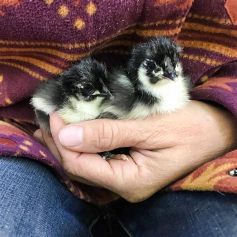 Black Copper Marans Chicks - Farm Store - Sadie-Girl Farm