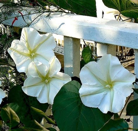 Giant Moonflower Vine Calonyction 10 seeds huge white | Etsy