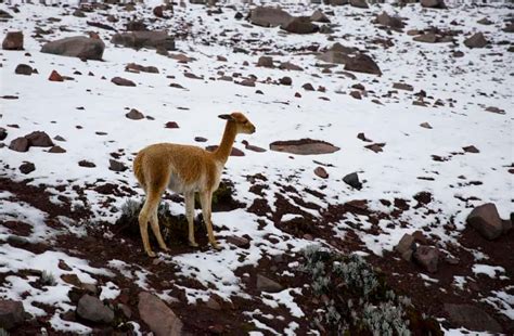 Een Fantastische Actieve Reis Rond De Evenaar Reizen In Ecuador En