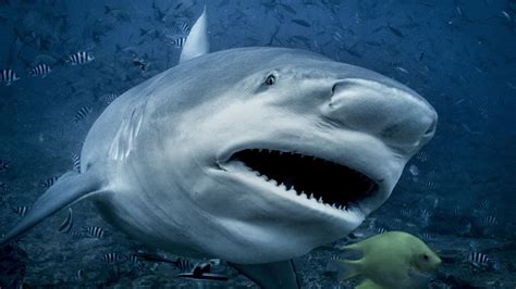 Scientists have figured out when the biggest bull sharks are most active — and it's not when ...