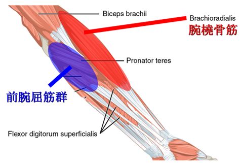 腕相撲に使う筋肉部位と筋トレ｜アームレスリングアジアメダリストが優先順位も解説 武器屋 Net Blog