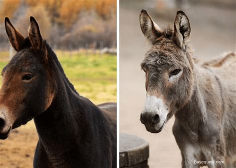 Hinny Vs Mule: 11 Key Differences and Similarities Explained