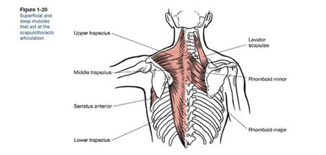 Muscles That Move the Scapulae | Scapula, Muscle, Fitness certification