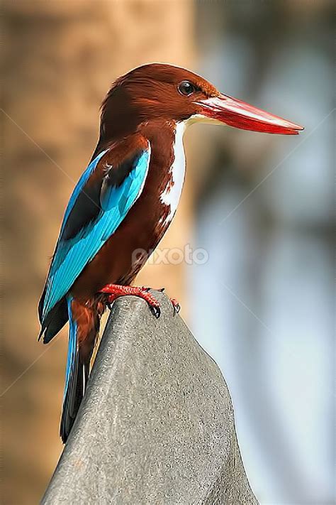 Kingfisher | Kingfisher bird, Exotic birds, Kingfisher