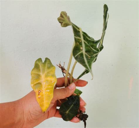 Alocasia Leaves Turning Yellow Causes And Solutions Smart Garden