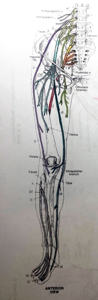 Lower Limb Nerve Diagram Quizlet