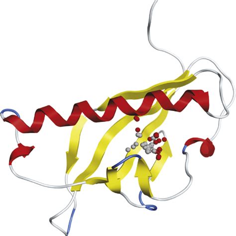 Position Of Active Site In ßc1 Three Dimensional Protein Structure The