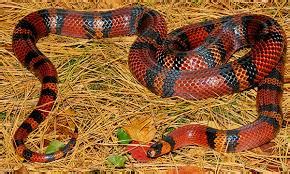 Snakes of around the world: Honduran Milk Snake