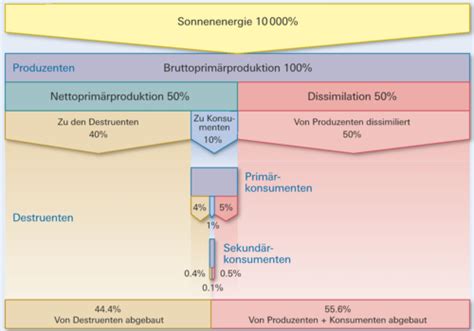 Ökologie Flashcards Quizlet