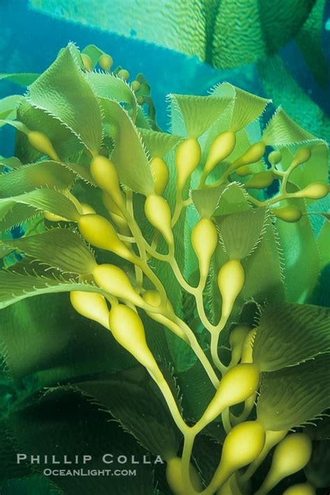 Kelp Frond Showing Pneumatocysts Air Bladders Macrocystis Pyrifera