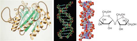 Molecules of life