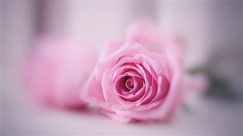 Rosebud Softness Pink Beauty Rose Hd Wallpaper Pxfuel