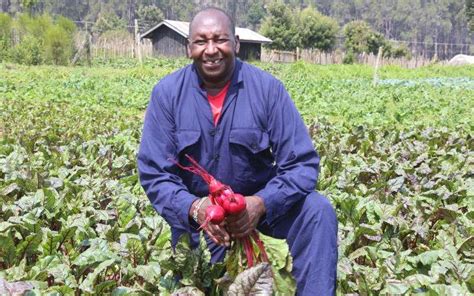 All You Need To Know About Beetroot Farming