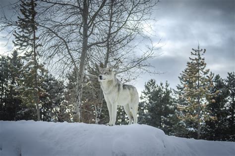 Noble Lone Wolf Beautiful Gray Wolf Canis Lupus Apex Predator Winter