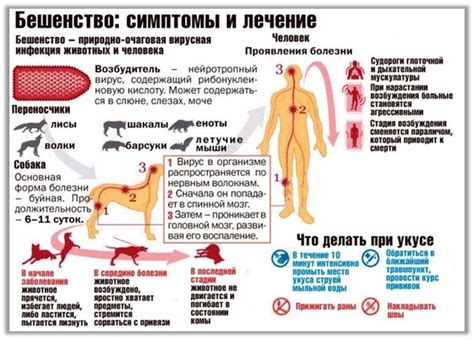 В жизни нас окружают разные животные, в том числе кошки и собаки. Они ...