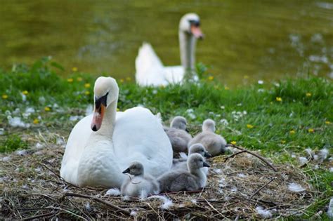 Familie Schwan Familie Schwan Am Kleinen Parkteich Im Schl Flickr